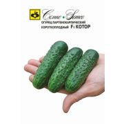 Огурец «Котор»